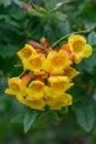 Orange balls Tecoma xÃÂ smithii tubular cluster of yellow-orange flowers Royalty Free Stock Photo